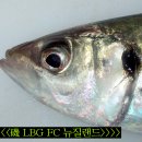전갱이 Jack mackerel/Yellow tail (Carangidae 전갱이科) 이미지