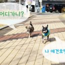 삼포동물병원