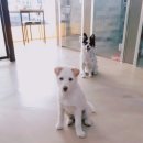 애견보육센터 하늘개린이집 | 올바른 애견 생활습관 길러주는 익산 펫유치원, 하늘개린이집!