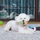 한스미디어 | 귀여운 강아지 뜨개 옷(니트러브.한스미디어)서평후기