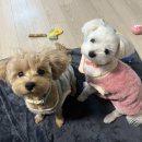 내포조은동물병원 이미지