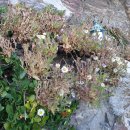 흥부 공설시장 이미지