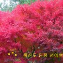 민들레여행사 이미지