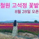 철원 고석정 꽃밭 오픈 후기 개장시간 주차장 반려견입장 무료입장 깡통열차