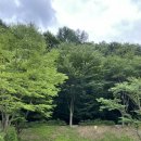 오산야영장 | 여행] 서운산자연휴양림 야영장 6번 데크 & '안성맞춤' 숲속의 집 후기! (용인, 동탄, 오산 근교 캠핑장)