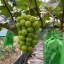 보라농장 이미지