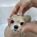 벨몽드펫 이미지