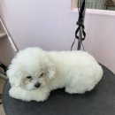 천사 펫하우스 이미지