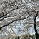 힐튼 경주 | 경주 벚꽃 여행 숙소 추천 │ 경주 힐튼 후기 보문호수 산책