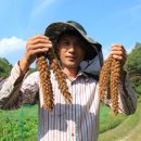 토종산야초 이미지