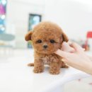 부산강아지분양 테디럽 명지본점 이미지