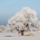 처연의 소리 이미지