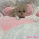 스파리버 캐터리 이미지