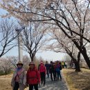 개나리방