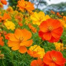 원조소마당 | 8월부터 10월까지 코스모스 절정 따라가기! 황화·아폴로 카민·초콜릿 코스모스 전국 명소 후기