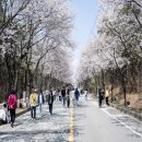 청운사 | 경기도 벚꽃 명소 여주 흥천 남한강 벚꽃축제, 실시간 상황과 코스 전략은?