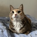 구미옥계동물병원 | 구미 옥계 보드미 동물병원 고양이 턱 딱지 상처 치료기