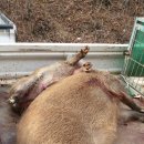 암돼지한마리 이미지