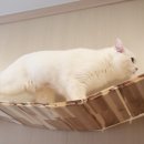 캣츠아일랜드 이미지