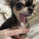 와와 네이버블로그