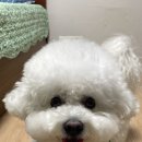 블리스캣 이미지