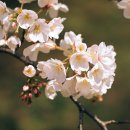 봄에는 역시 벚꽃축제가 짱이야 [전국벚꽃축제일정] 브금+이미지有 이미지
