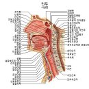 발성장애 憂恚無言 第六十九영추 걱정분노 음성장애 이미지