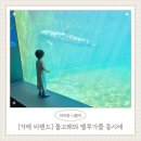 수중산책 | [거제 씨월드] 돌고래와 벨루가가 반겨주는 수중 생태설명회 체험 후기