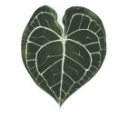 디와이팜 이미지