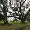 오크앨리 이미지