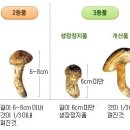 송이 - 은평구 응암로 160 | 송이