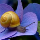 하늘달팽이 이미지