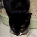 수화 헤어톡 | 고양이 이물 섭취로 인한 응급상황, 장 절개 수술로 회복! 길음미아동물병원, N동물의료센터 강북점