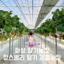 아이랑 입장료 없는 서울 근교 딸기체험 &#39;화성 장스베리 딸기 체험농장&#39;