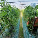 김상배농장 이미지