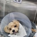 더본 외과동물의료센터 이미지