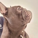 네발로오시개 이미지