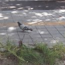 신나무실육교 이미지