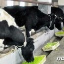 경리목장 뉴스1