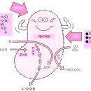 발효의 책 44 증식, 생산에 적합한 조건 이미지
