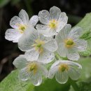 꽃이 피고 비가 내리면 이미지