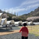 숲속의요정 분점 | 아이랑 월아산 숲속의진주 우드랜드, 무료 유아숲체험🌳(예약방법)