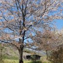 뿌리깊은 나무 이미지