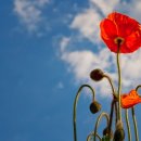 아름다운 이미지