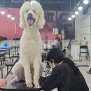 대림애견 티스토리
