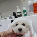 댕며들개 이미지