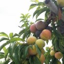 여주나무요양병원 이미지