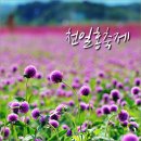 새순천만회센터 | 양주 천일홍축제 2017 -천만송이 꽃구경 가볼만한곳