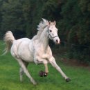 챔프이야기 이미지