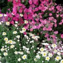 이동꽃마을 이미지